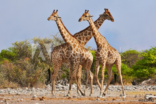 Picture of three giraffes walking in Etosha National Park